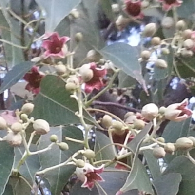 Brachychiton populneus subsp. populneus (Kurrajong) at Watson, ACT - 17 Dec 2015 by MAX