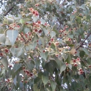 Brachychiton populneus subsp. populneus at Watson, ACT - 17 Dec 2015