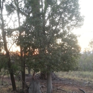 Brachychiton populneus subsp. populneus at Watson, ACT - 17 Dec 2015