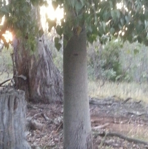 Brachychiton populneus subsp. populneus at Watson, ACT - 17 Dec 2015