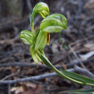 Bunochilus umbrinus at suppressed - 9 Sep 2015