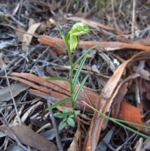 Bunochilus umbrinus (ACT) = Pterostylis umbrina (NSW) at suppressed - suppressed