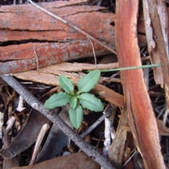 Bunochilus umbrinus (ACT) = Pterostylis umbrina (NSW) at suppressed - suppressed