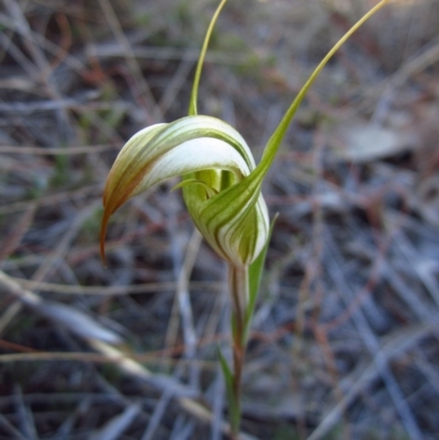 Diplodium ampliatum (Large Autumn Greenhood) at Aranda Bushland - 22 Mar 2014 by CathB