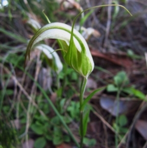 Diplodium ampliatum at Cook, ACT - suppressed