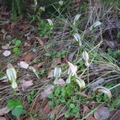 Diplodium ampliatum at Cook, ACT - suppressed