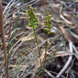 Corunastylis clivicola at Cook, ACT - 4 Mar 2015