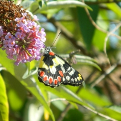 Delias aganippe (Spotted Jezebel) at Fadden Hills Pond - 18 Dec 2015 by ArcherCallaway