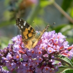 Vanessa kershawi (Australian Painted Lady) at Fadden Hills Pond - 18 Dec 2015 by RyuCallaway