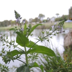 Veronica anagallis-aquatica (Blue Water Speedwell) at Gordon, ACT - 4 Nov 2015 by MichaelBedingfield