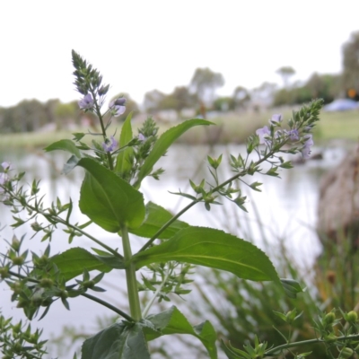 Veronica anagallis-aquatica (Blue Water Speedwell) at Gordon, ACT - 4 Nov 2015 by michaelb