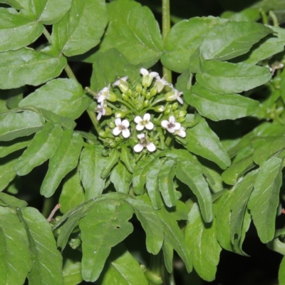 Rorippa nasturtium-aquaticum (Watercress) at Point Hut Pond - 4 Nov 2015 by michaelb