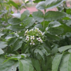 Rorippa nasturtium-aquaticum at Gordon, ACT - 4 Nov 2015