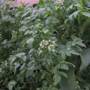 Rorippa nasturtium-aquaticum at Gordon, ACT - 4 Nov 2015