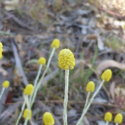 Calocephalus citreus (Lemon Beauty Heads) at O'Malley, ACT - 19 Dec 2015 by Mike