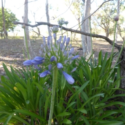 Agapanthus praecox subsp. orientalis (Agapanthus) at O'Malley, ACT - 17 Dec 2015 by Mike