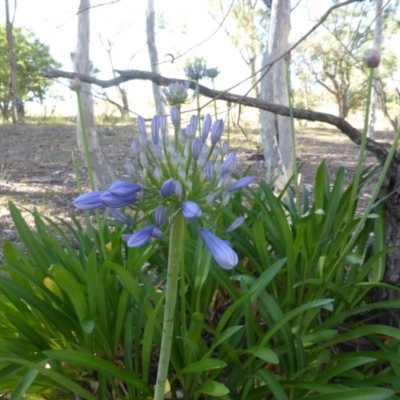 Agapanthus praecox subsp. orientalis (Agapanthus) at O'Malley, ACT - 18 Dec 2015 by Mike