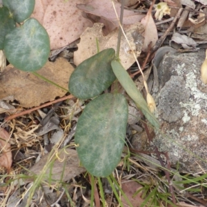 Oxytes brachypoda at Isaacs Ridge - 15 Dec 2015