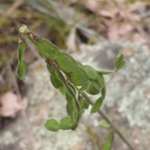 Oxytes brachypoda at Isaacs Ridge - 15 Dec 2015