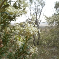 Bursaria spinosa (Native Blackthorn, Sweet Bursaria) at Symonston, ACT - 14 Dec 2015 by Mike