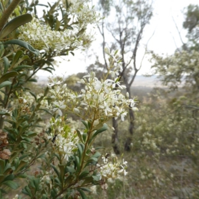 Bursaria spinosa (Native Blackthorn, Sweet Bursaria) at Isaacs Ridge - 15 Dec 2015 by Mike