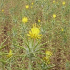 Carthamus lanatus (Saffron Thistle) at Isaacs Ridge - 14 Dec 2015 by Mike