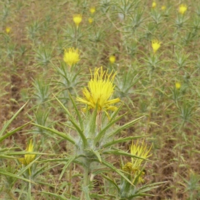 Carthamus lanatus (Saffron Thistle) at Isaacs Ridge - 14 Dec 2015 by Mike