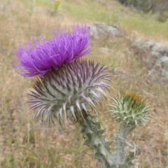 Onopordum acanthium (Scotch Thistle) at Isaacs Ridge - 14 Dec 2015 by Mike