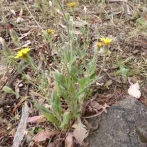 Crepis foetida subsp. foetida at Isaacs Ridge - 15 Dec 2015 08:08 AM