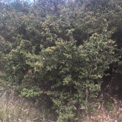 Pomaderris eriocephala (Woolly-head Pomaderris) at Paddys River, ACT - 19 Dec 2015 by jackfrench