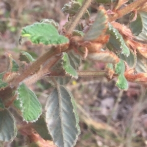 Pomaderris eriocephala at Paddys River, ACT - 19 Dec 2015