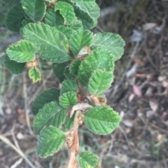 Pomaderris eriocephala at Paddys River, ACT - 19 Dec 2015