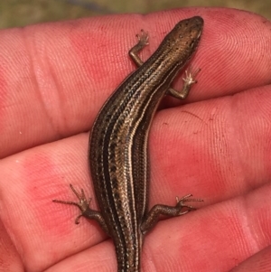 Acritoscincus duperreyi at Rendezvous Creek, ACT - 19 Dec 2015 09:41 PM