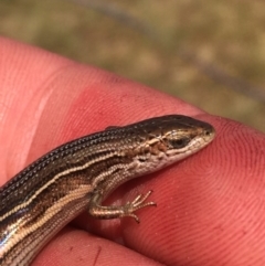 Acritoscincus duperreyi at Rendezvous Creek, ACT - 19 Dec 2015 09:41 PM