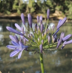 Agapanthus praecox subsp. orientalis (Agapanthus) at Point Hut Pond - 19 Dec 2015 by michaelb