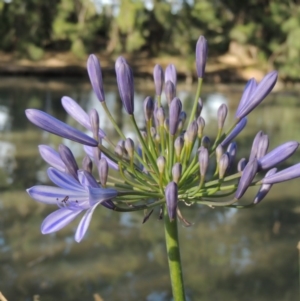 Agapanthus praecox subsp. orientalis at Gordon, ACT - 19 Dec 2015 06:22 PM