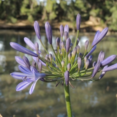 Agapanthus praecox subsp. orientalis (Agapanthus) at Point Hut Pond - 19 Dec 2015 by michaelb