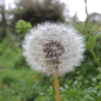 Taraxacum sp. (Dandelion) at Gordon, ACT - 4 Nov 2015 by michaelb