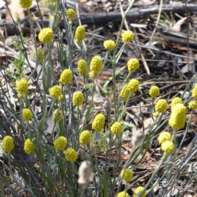 Calocephalus citreus (Lemon Beauty Heads) at Isaacs Ridge Offset Area - 19 Dec 2015 by Mike