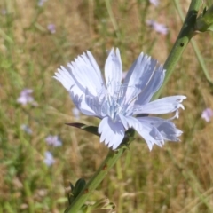 Cichorium intybus (Chicory) at Jerrabomberra, ACT - 20 Dec 2015 by Mike