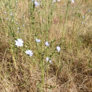 Cichorium intybus at Jerrabomberra, ACT - 20 Dec 2015 08:58 AM