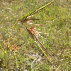 Themeda triandra (Kangaroo Grass) at Isaacs Ridge Offset Area - 20 Dec 2015 by Mike