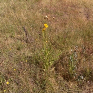 Coreopsis lanceolata at Isaacs Ridge Offset Area - 20 Dec 2015