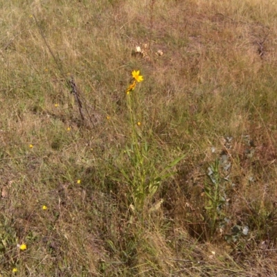 Coreopsis lanceolata (Lance-leaf Coreopsis) at Isaacs Ridge Offset Area - 20 Dec 2015 by Mike