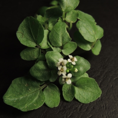 Rorippa nasturtium-aquaticum (Watercress) at Gordon, ACT - 20 Dec 2015 by michaelb