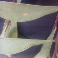 Acacia penninervis var. penninervis at Paddys River, ACT - 19 Dec 2015