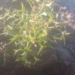 Grevillea ramosissima subsp. ramosissima at Paddys River, ACT - 19 Dec 2015 12:00 AM