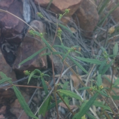 Sigesbeckia australiensis (Cobber Weed) at Paddys River, ACT - 18 Dec 2015 by gregbaines