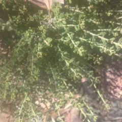 Phyllanthus occidentalis (Thyme Spurge) at Paddys River, ACT - 18 Dec 2015 by gregbaines