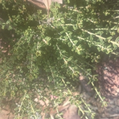 Phyllanthus occidentalis (Thyme Spurge) at Paddys River, ACT - 18 Dec 2015 by gregbaines